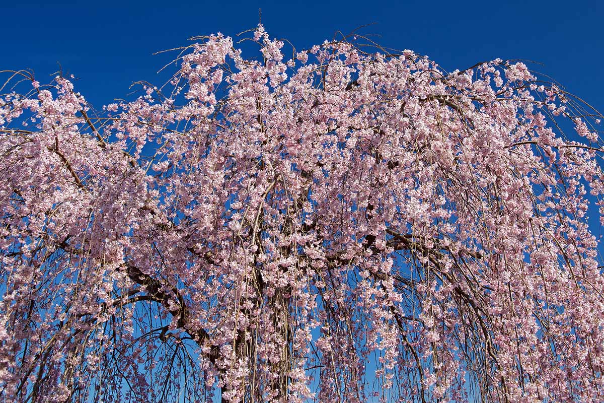 Une photo horizontale de la moitié supérieure d’un grand cerisier pleureur couvert de fleurs rose pâle.