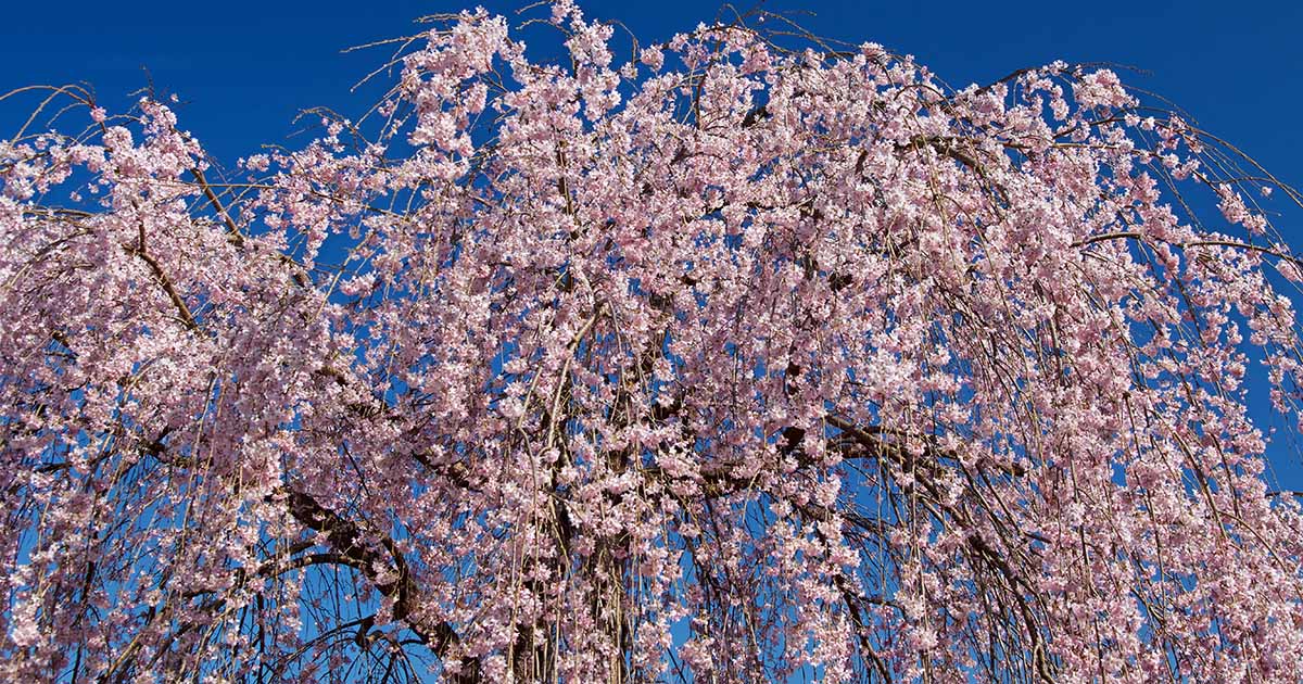 Pourquoi votre cerisier pleureur ne pleure plus