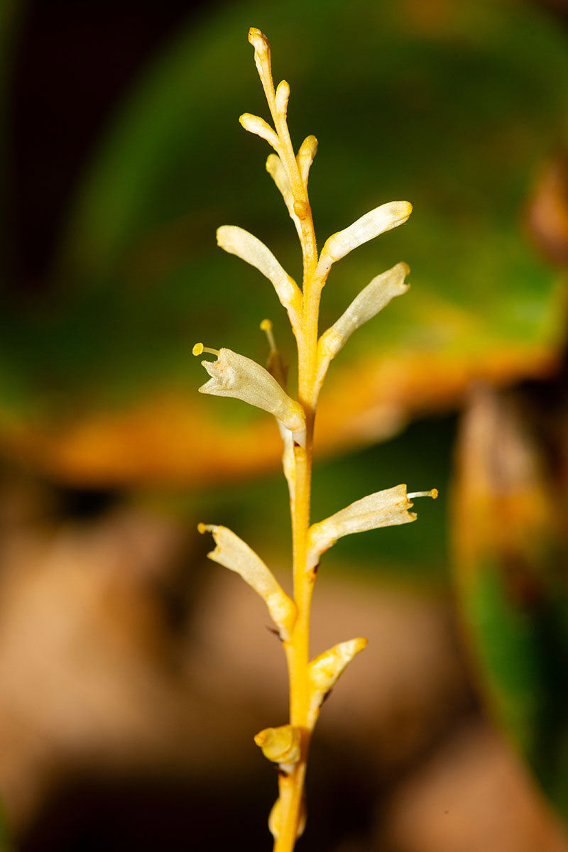 Image verticale d'une tige florale d'Epifagus virginiana représentée sur un fond flou.