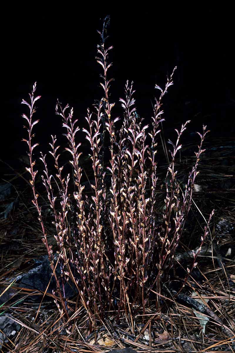 Une image verticale en gros plan d'un groupe de hêtres (Epifagus virginiana) photographié la nuit dans la forêt.
