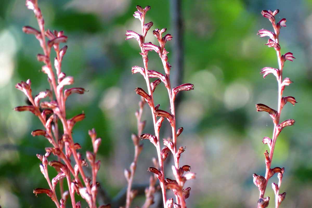 Une image horizontale en gros plan des fleurs rosâtres-violacées de hêtres parasites (Epifagus virginiana) représentées sur un fond flou.