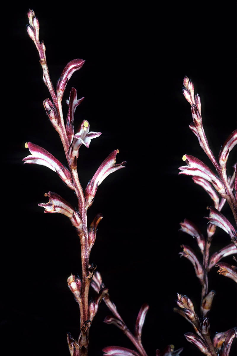 Une image verticale en gros plan des petites fleurs d'un Epifagus virginiana représentée sur un fond sombre.