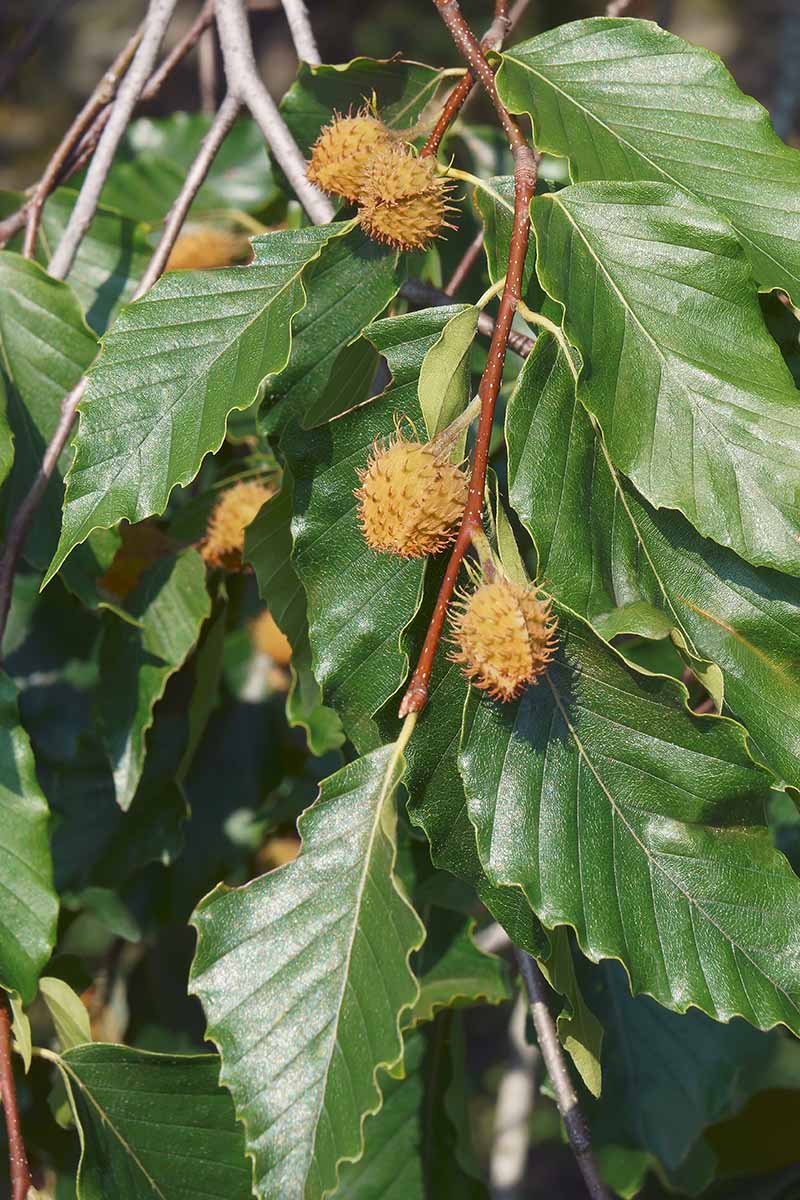 Une image verticale en gros plan du feuillage et des fruits du hêtre américain (Fagus grandifolia) poussant à l'état sauvage.