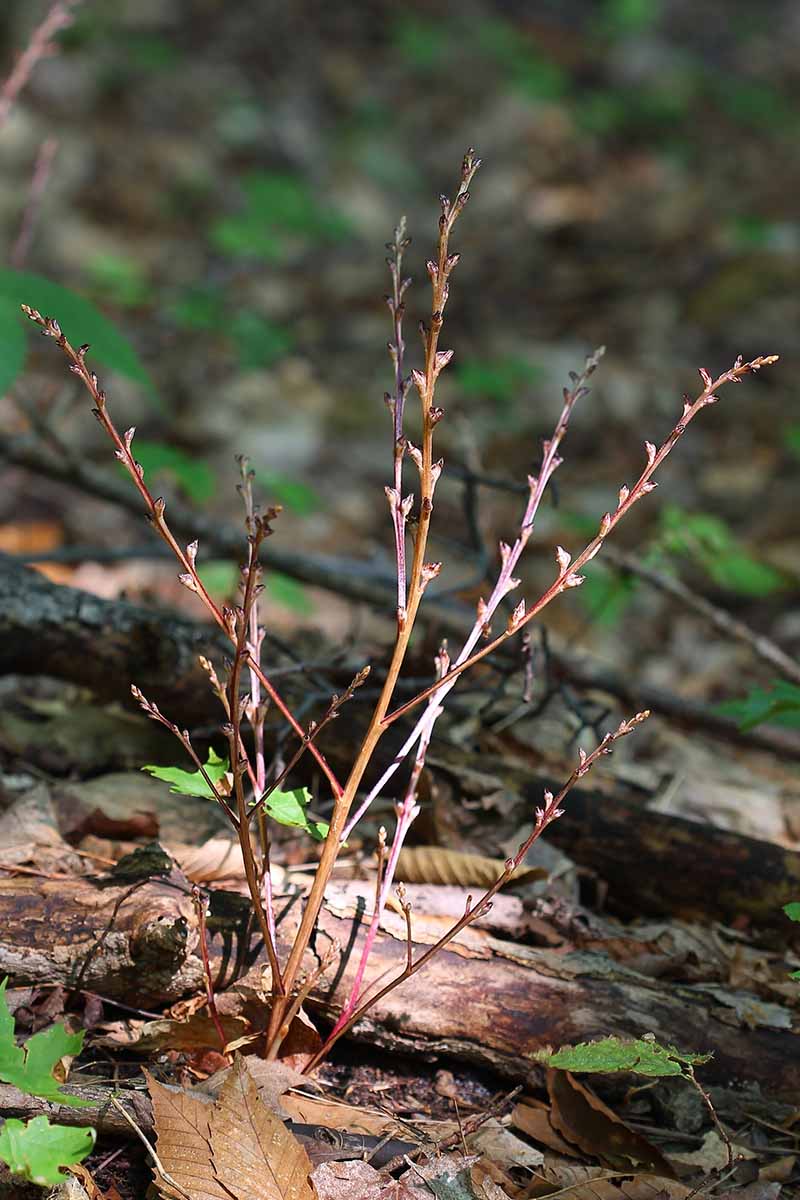 Une image verticale en gros plan d'Epifagus virginiana poussant dans une forêt, représentée sur un fond flou.