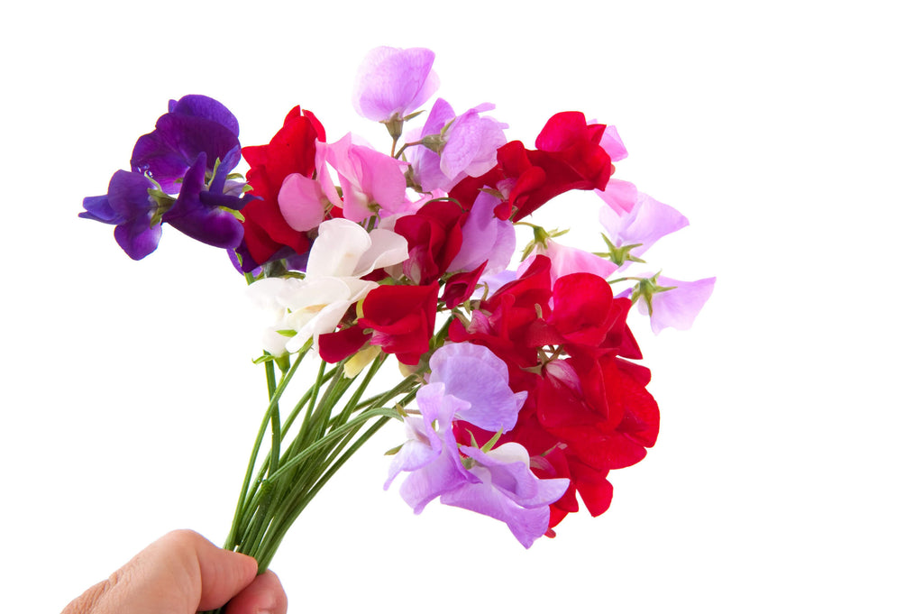 Cultiver des fleurs de pois de senteur à partir de graines : un guide complet