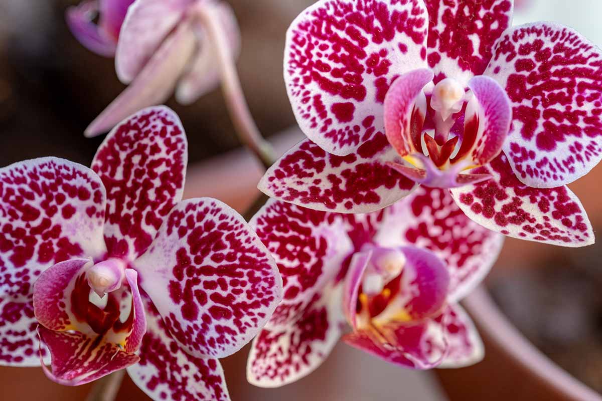 Une image horizontale en gros plan de fleurs d'orchidées Phalaenopsis en rouge, blanc et rose, représentée sur un fond flou.