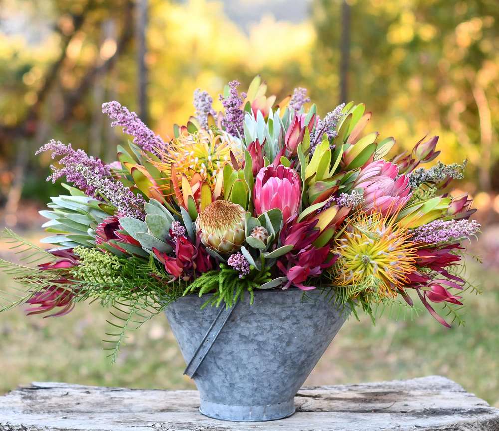 Proteáceas: las flores del fynbos utilizadas en algunos arreglos florales