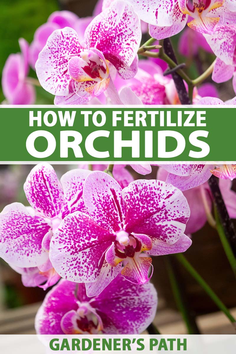 Une image verticale en gros plan de fleurs d'orchidées roses et blanches poussant dans un récipient à l'intérieur, représentée sur un fond flou. Au centre et en bas du cadre se trouve un texte imprimé en vert et blanc.