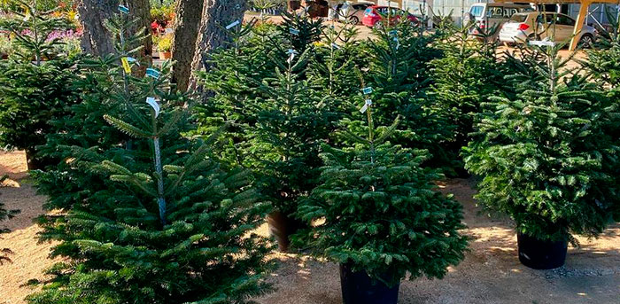 Cultiver des sapins de Noël en pot
