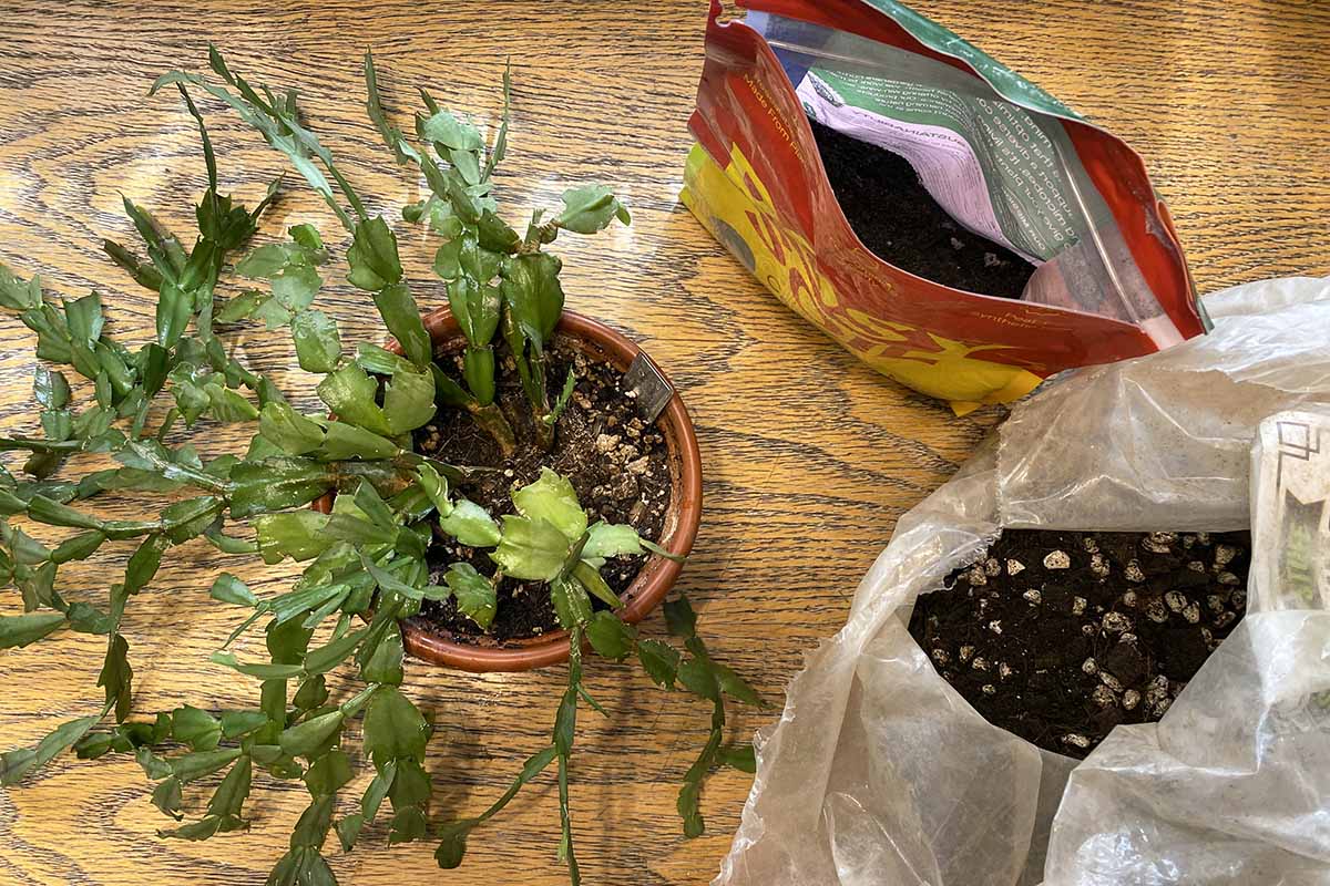 Une image horizontale d'un cactus de Noël à gauche du cadre et de deux paquets de terre à droite.