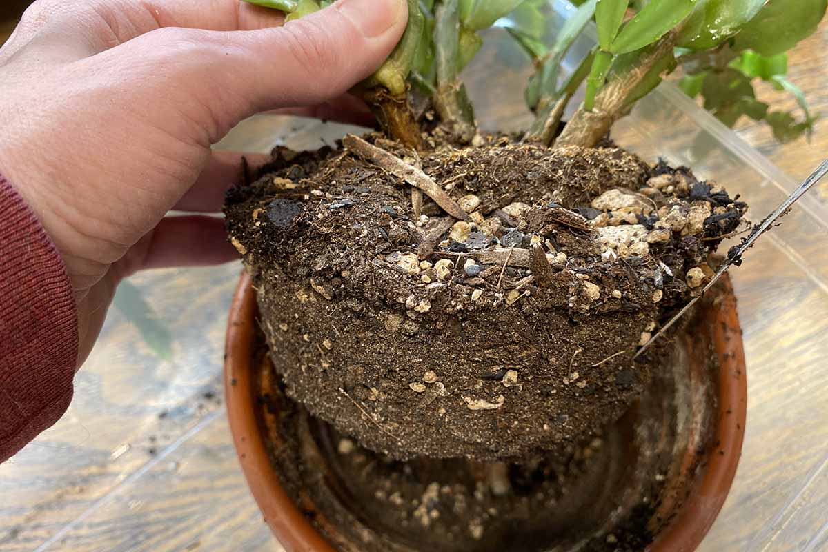 Image horizontale en gros plan d'une main à gauche du cadre tenant la motte d'un cactus de Noël retirée de son pot.