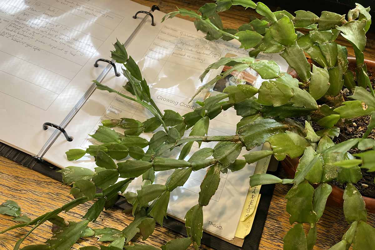 Image horizontale d’une grande plante d’intérieur à droite du cadre avec un journal de jardinage en arrière-plan.