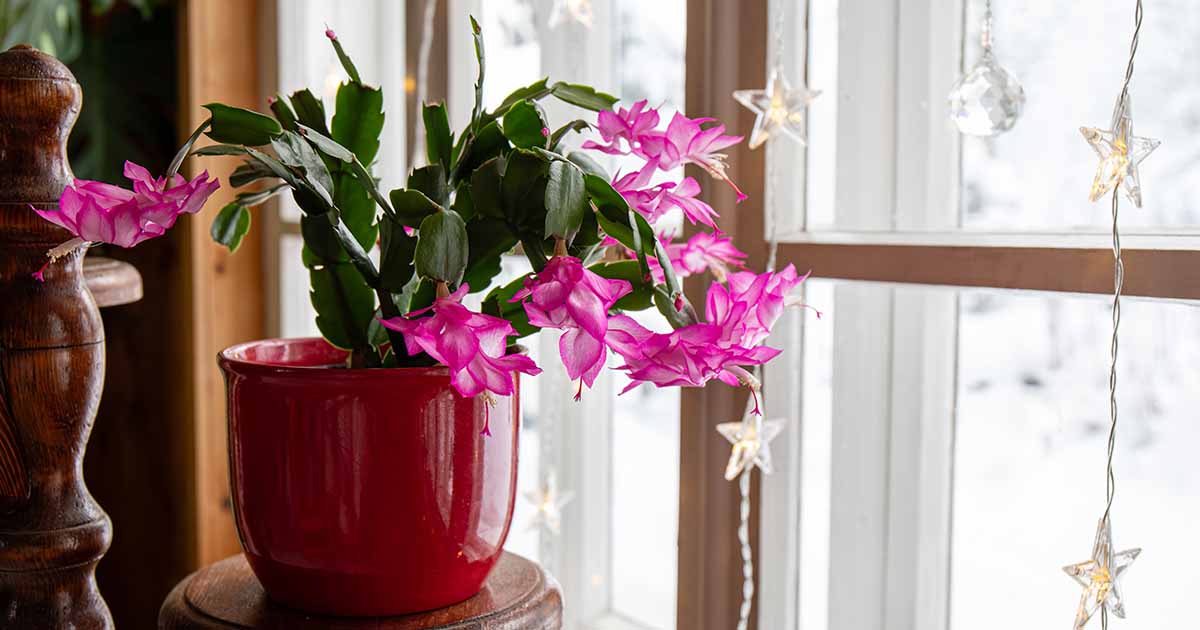 Quand et comment rempoter les cactus de Noël