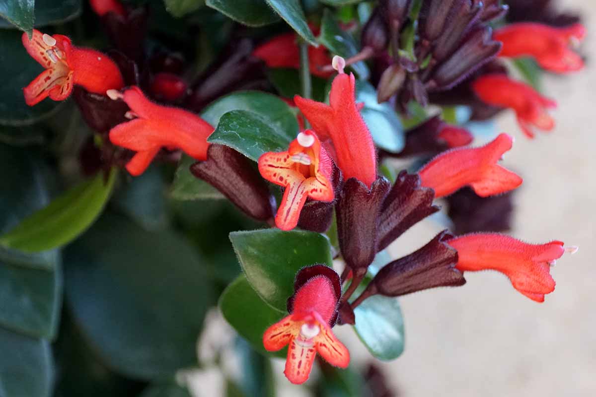 Une image horizontale en gros plan des petites fleurs rouges d'une plante de vigne rouge à lèvres poussant dans un pot à l'intérieur.