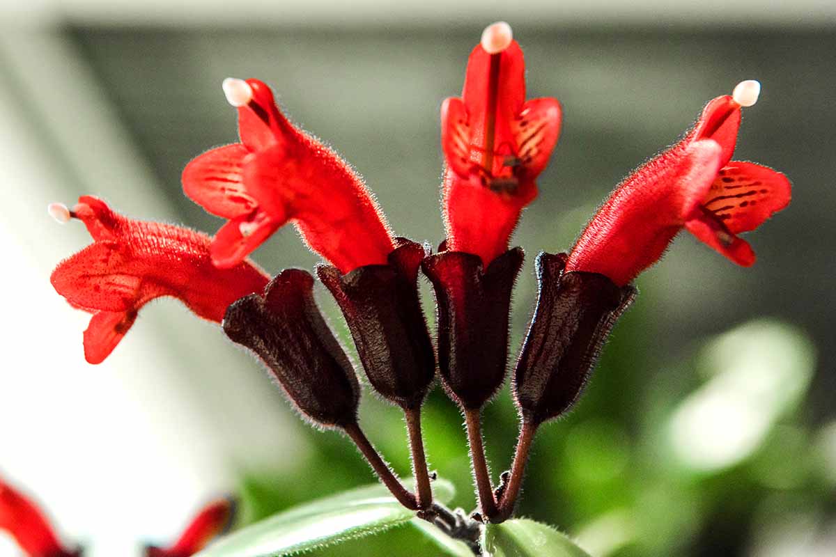 Une image horizontale en gros plan de fleurs d'Aeschynanthus rouge vif représentées sur un fond flou.