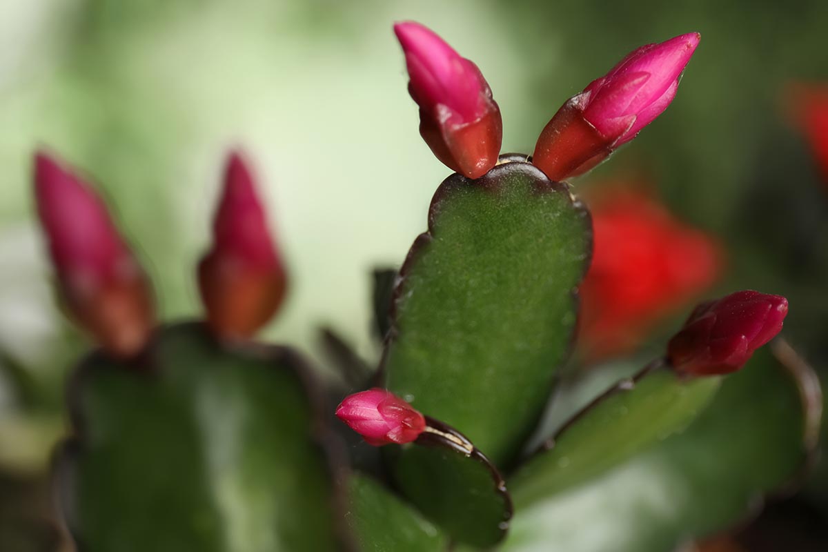 Une image horizontale en gros plan des boutons floraux se formant sur un cactus de Noël représenté sur un fond flou.