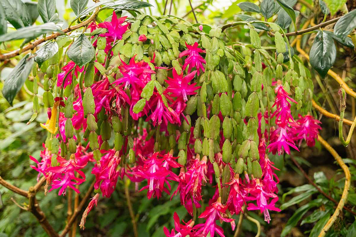 Une image horizontale en gros plan d'un grand cactus de Noël en pleine floraison avec des fleurs rose vif.