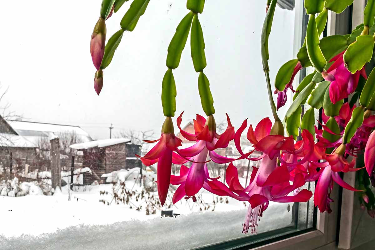 Image horizontale en gros plan d'un Schlumbergera en pleine floraison posé sur un rebord de fenêtre avec un paysage enneigé à l'extérieur.