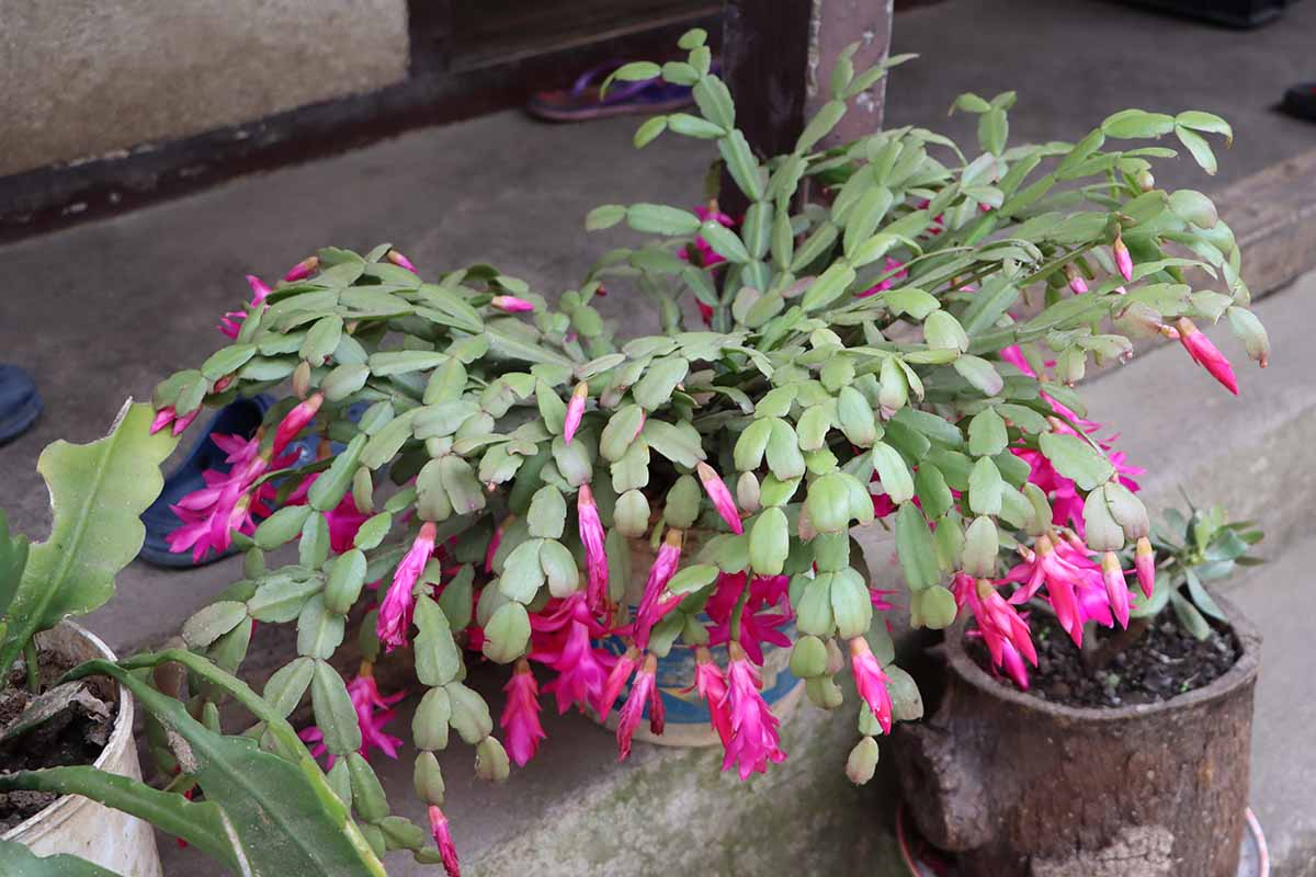 Une image horizontale en gros plan d'un cactus de Noël en fleur dans un pot situé à l'extérieur.