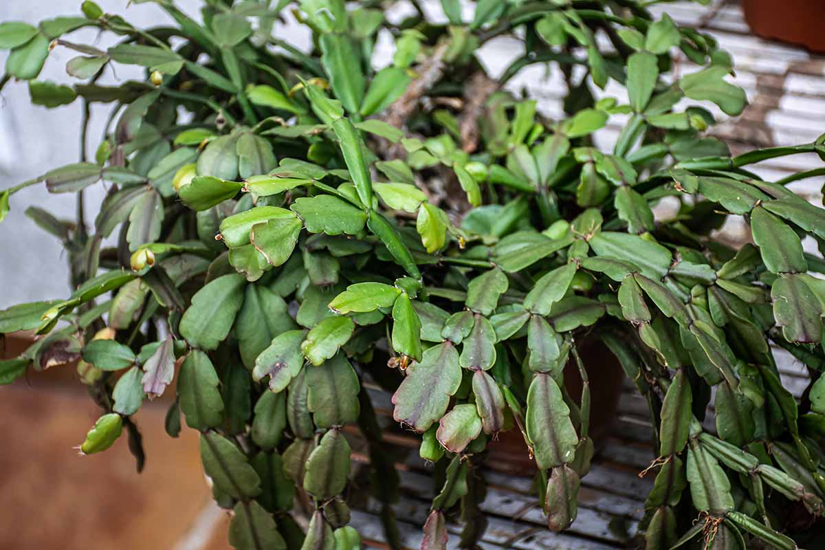 Une image horizontale en gros plan d'un grand Schlumbergera poussant dans un pot à l'intérieur.