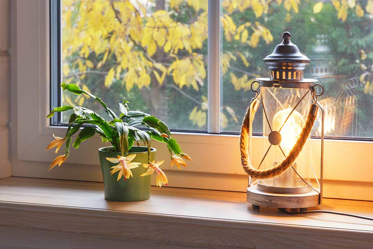 Image horizontale d’un petit cactus de vacances dans un pot posé sur un rebord de fenêtre avec une lampe à côté.