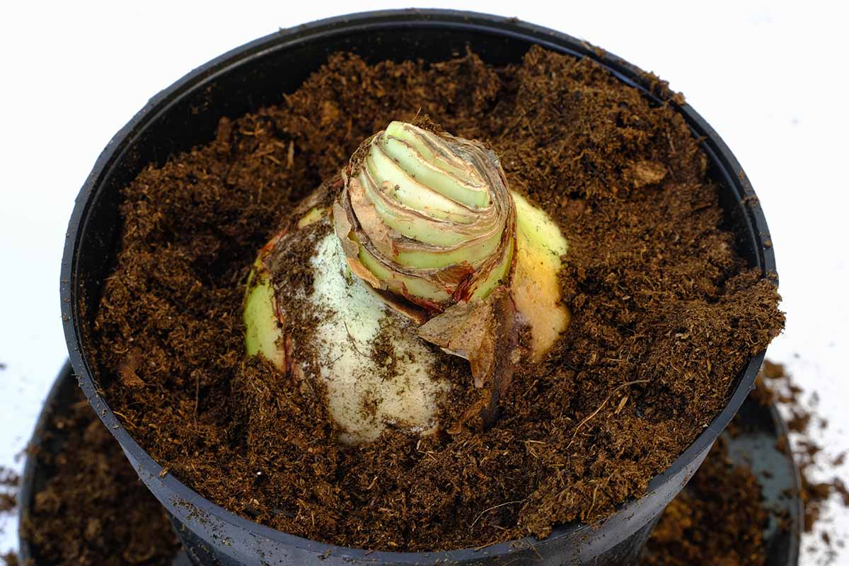 Une image horizontale en gros plan d'une ampoule d'amaryllis en pot représentée sur un fond blanc.