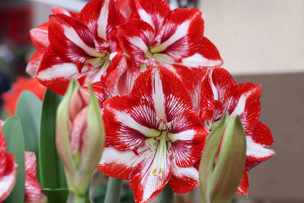 Une image horizontale en gros plan de fleurs d'amaryllis rouges et blanches poussant dans un pot à l'intérieur.