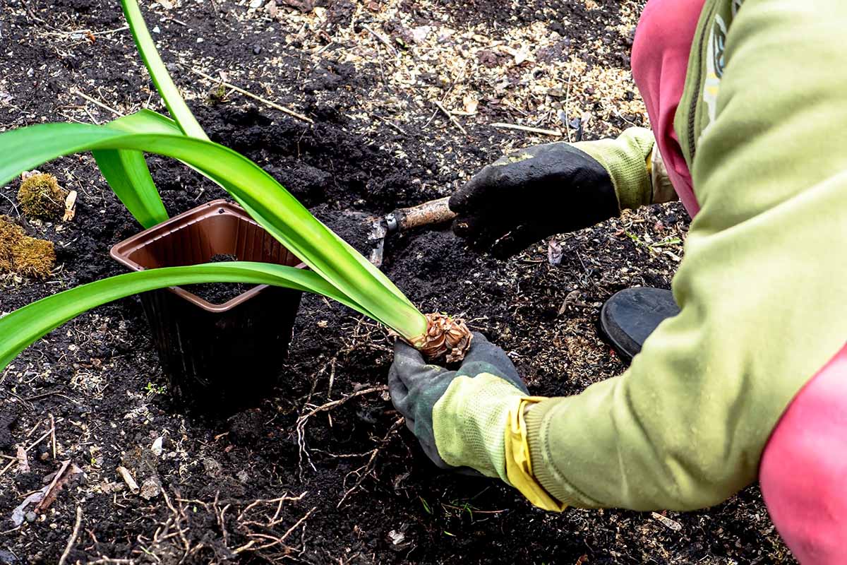 Une image horizontale en gros plan d'un jardinier creusant le sol pour planter un bulbe d'Hippeastrum dans le jardin.
