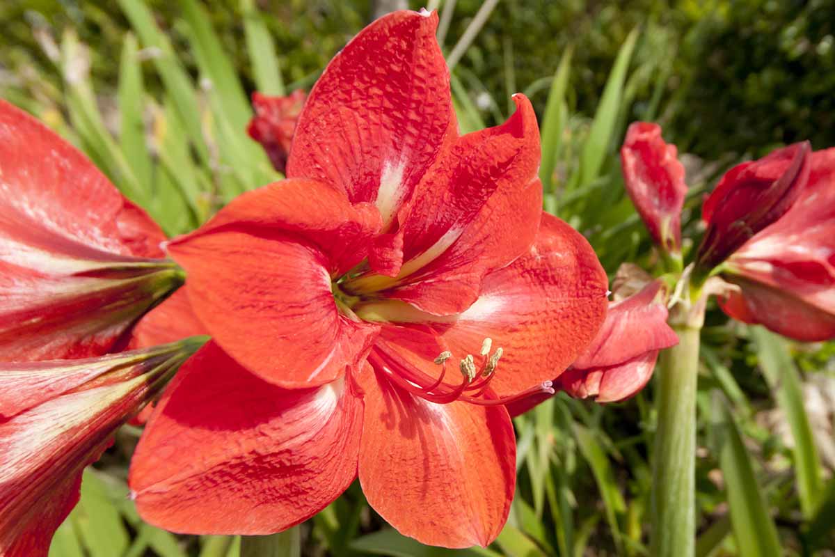 Une image horizontale en gros plan de fleurs d'amaryllis rouge vif poussant à l'extérieur dans le jardin, photographiées sous un soleil éclatant.