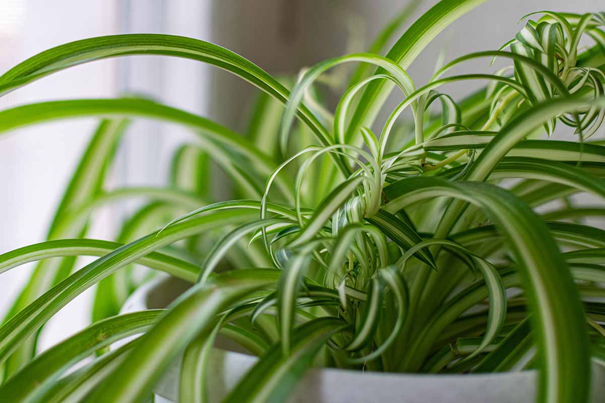 Une image horizontale en gros plan d'une plante araignée poussant dans un pot à l'intérieur, représentée sur un arrière-plan flou.