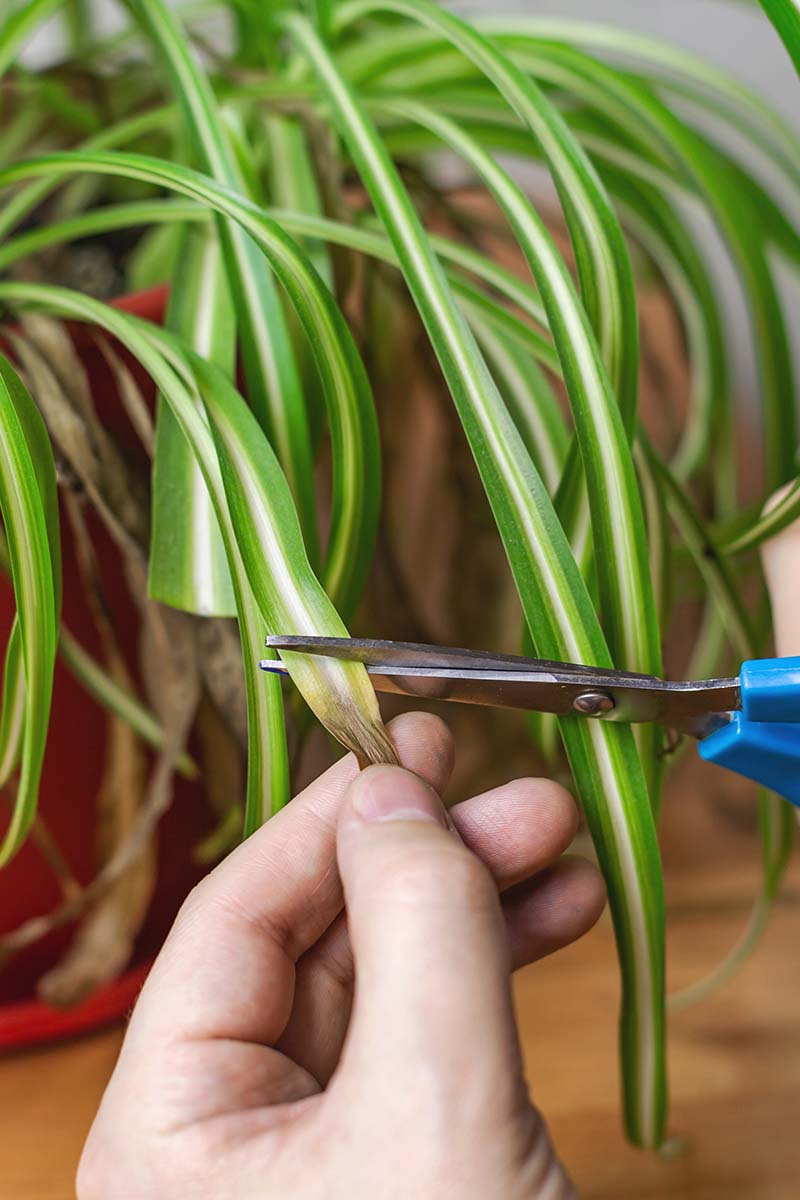 Image verticale en gros plan de deux mains depuis le bas du cadre utilisant une paire de ciseaux pour couper les pointes brunes d'un Chlorophytum comosum.