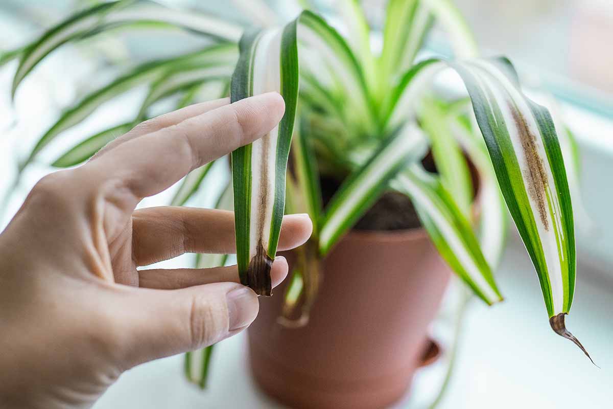 Image horizontale en gros plan d'une main à gauche du cadre tenant le feuillage panaché d'une plante d'intérieur aux pointes brunes.