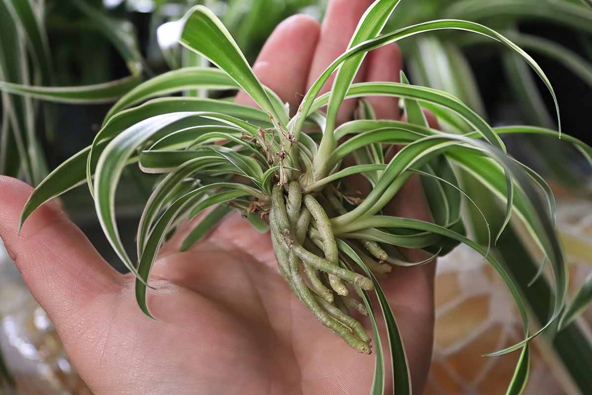 Image horizontale en gros plan d'un palmier ouvert avec une spiderette récemment taillée, prête à être propagée.