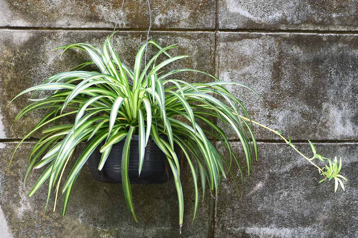 Une image horizontale en gros plan d'une plante d'intérieur dans un pot suspendu contre un mur de béton.