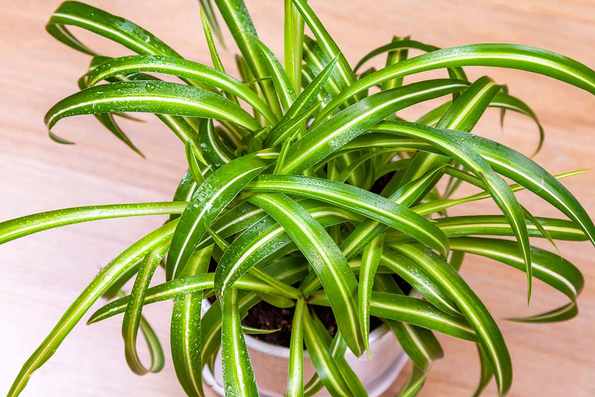 Image horizontale en gros plan d'une plante d'intérieur au feuillage panaché poussant dans un pot à l'intérieur avec des gouttelettes d'eau sur le feuillage.
