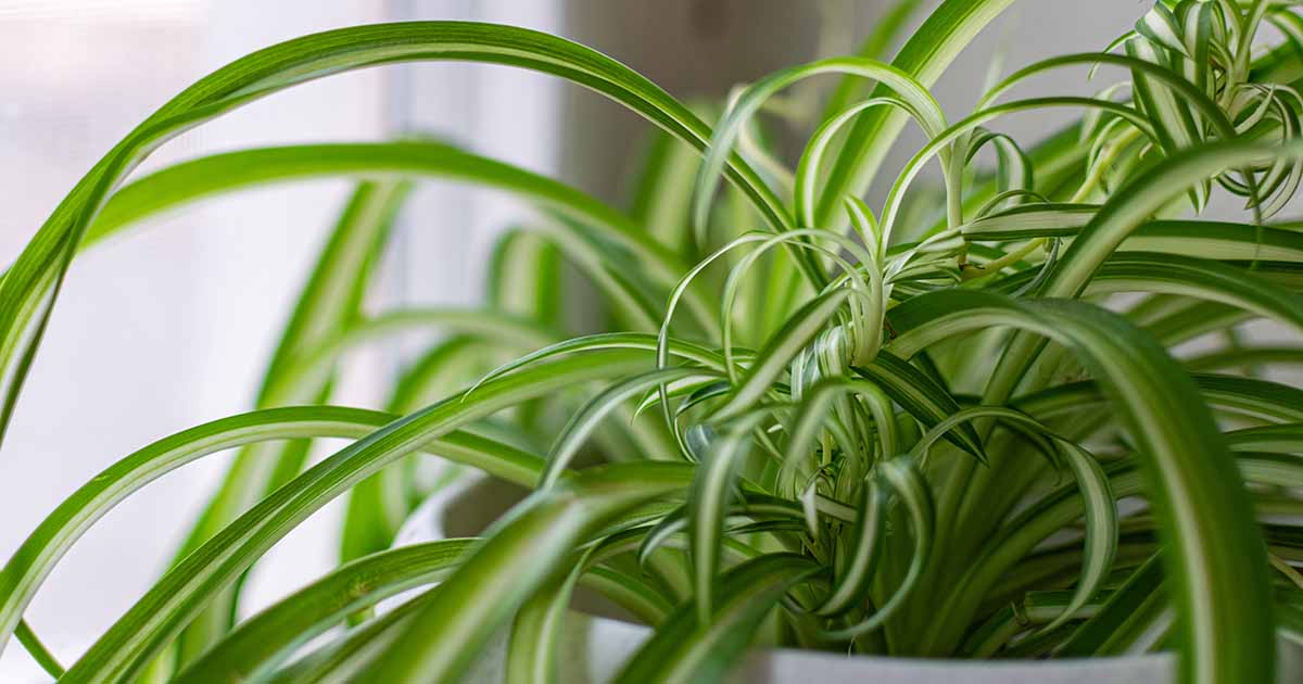 Quand et comment tailler les plantes araignées