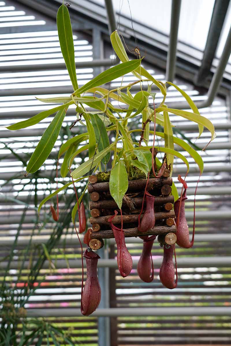 Une image verticale en gros plan d'un Nepenthes poussant dans un pot suspendu en bois.