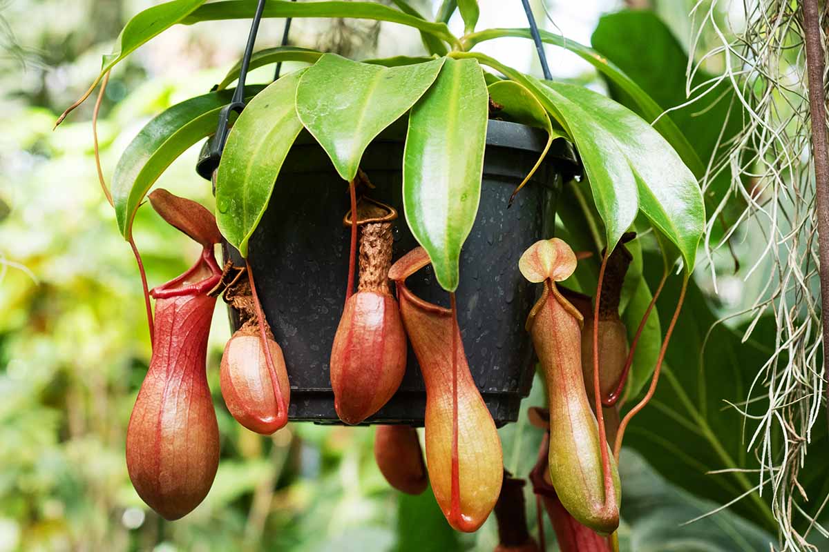 Une image horizontale en gros plan d'une sarracénie Nepenthes poussant dans un pot suspendu.