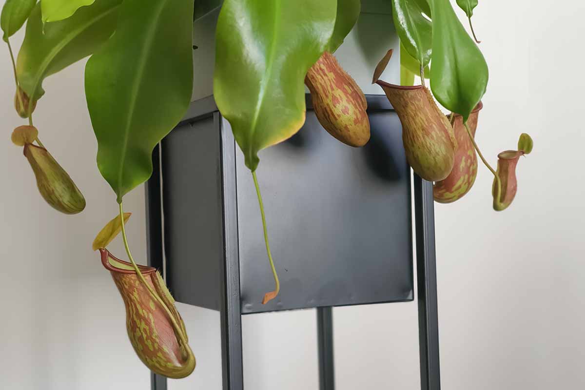 Une image horizontale en gros plan d'une plante tropicale de pichet Nepenthes poussant dans un pot à l'intérieur.