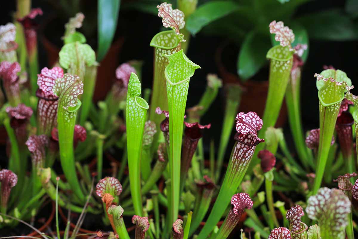 Une image horizontale en gros plan de pichets Sarracenia poussant dans un terrarium à l'intérieur.