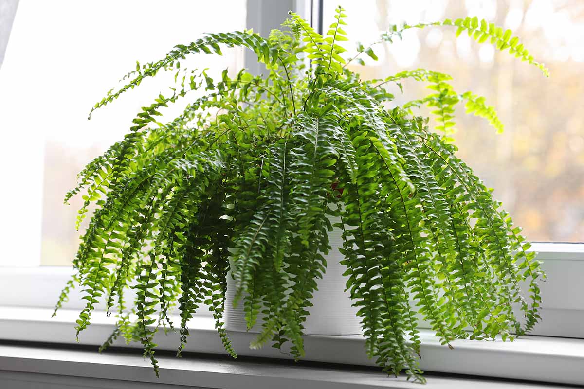 Une image horizontale en gros plan d'une fougère en pot posée sur un rebord de fenêtre à l'intérieur.