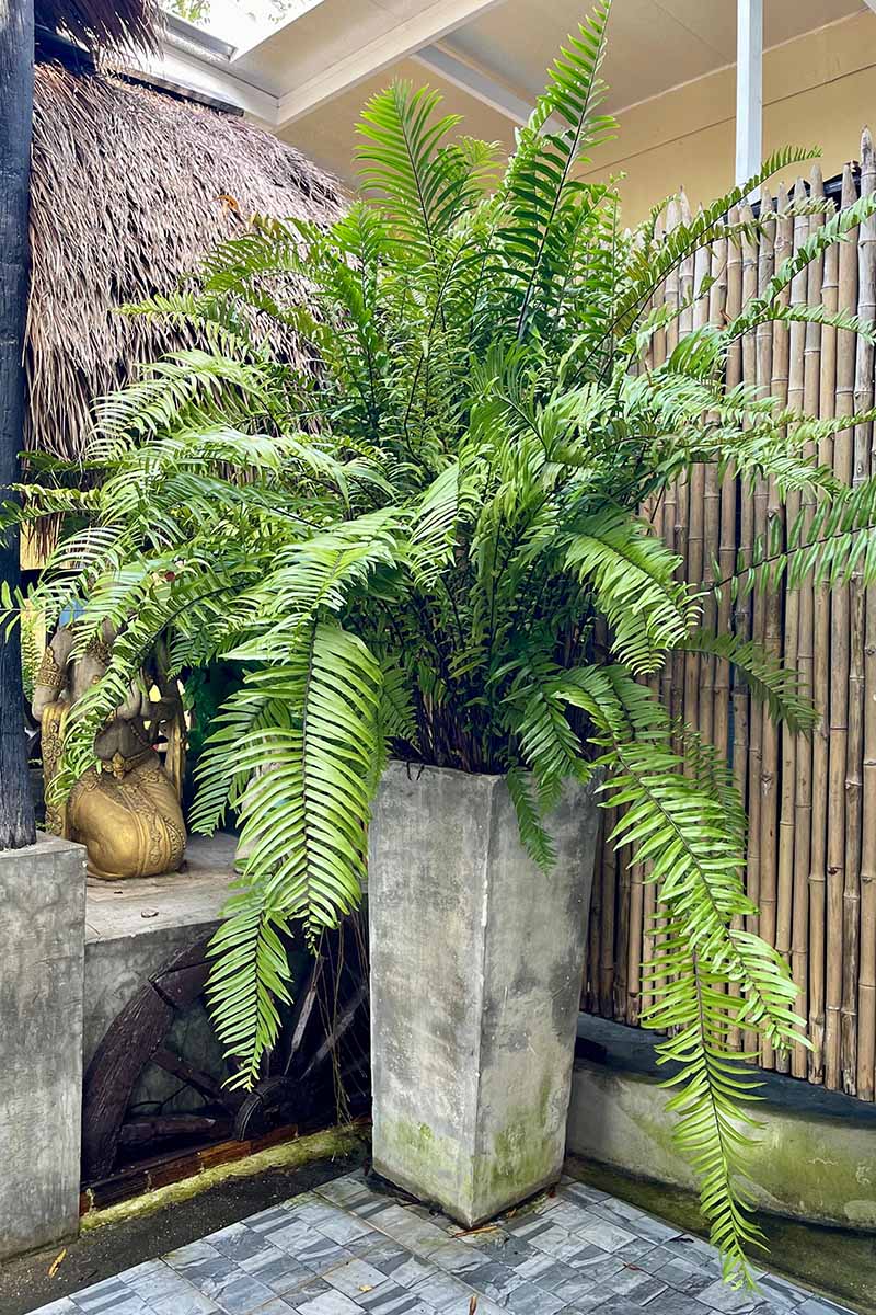 Une image verticale en gros plan d'une grande fougère poussant dans un pot de ciment vertical dans le coin d'un patio.