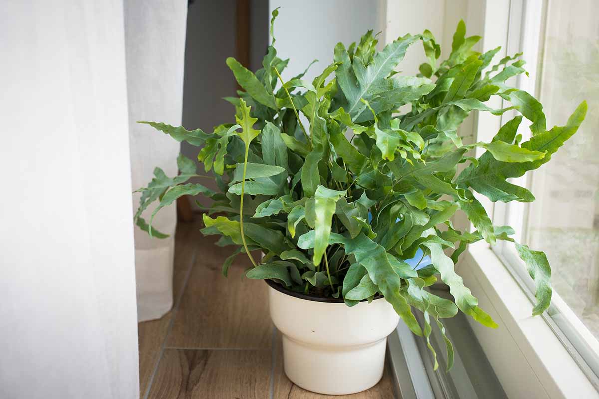 Une image horizontale en gros plan d'une plante d'intérieur étoile bleue dans un petit pot blanc à l'intérieur situé près d'une fenêtre sur une surface en bois.