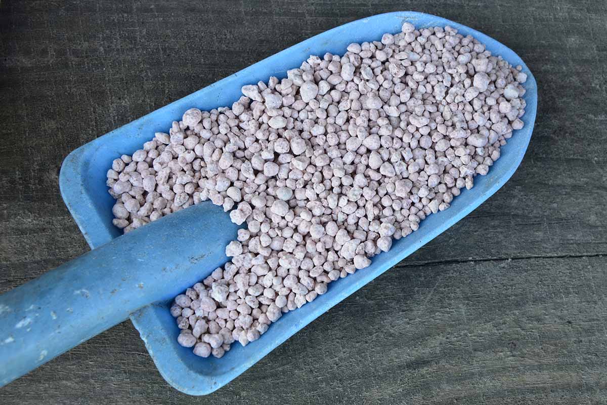 Un gros plan d'une truelle bleue avec des granulés d'engrais à libération lente posés sur une surface en bois.