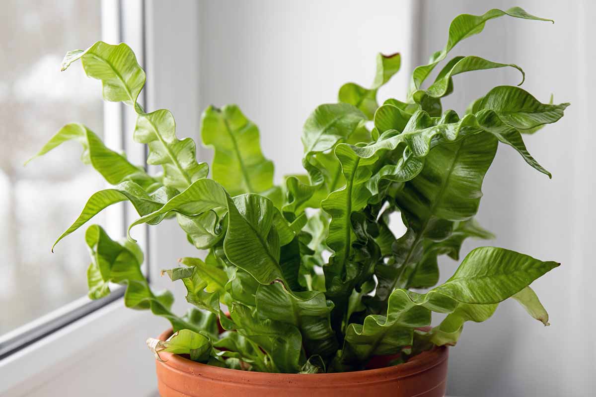 Image horizontale en gros plan d'une plante nid d'oiseau poussant dans un petit pot sur un rebord de fenêtre à l'intérieur