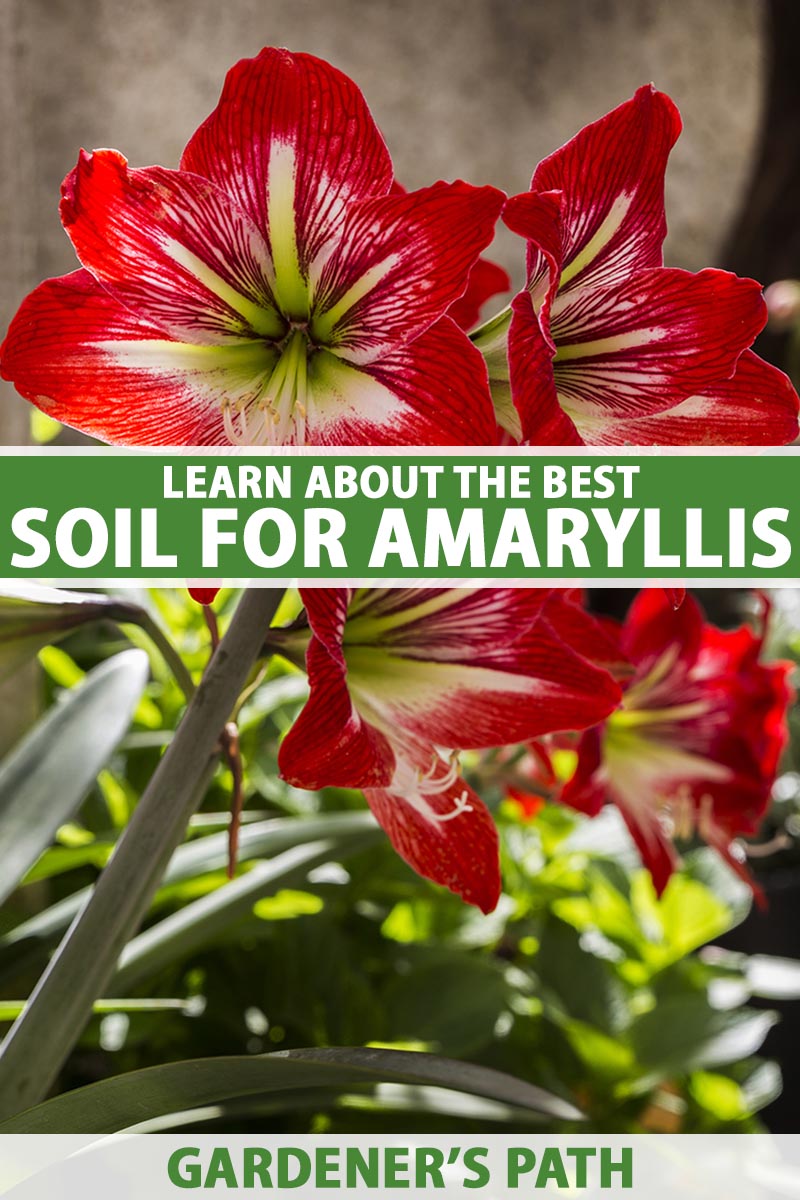Une image verticale en gros plan de fleurs d'amaryllis rouges et blanches poussant dans un pot à l'intérieur, représentée sur un fond flou.