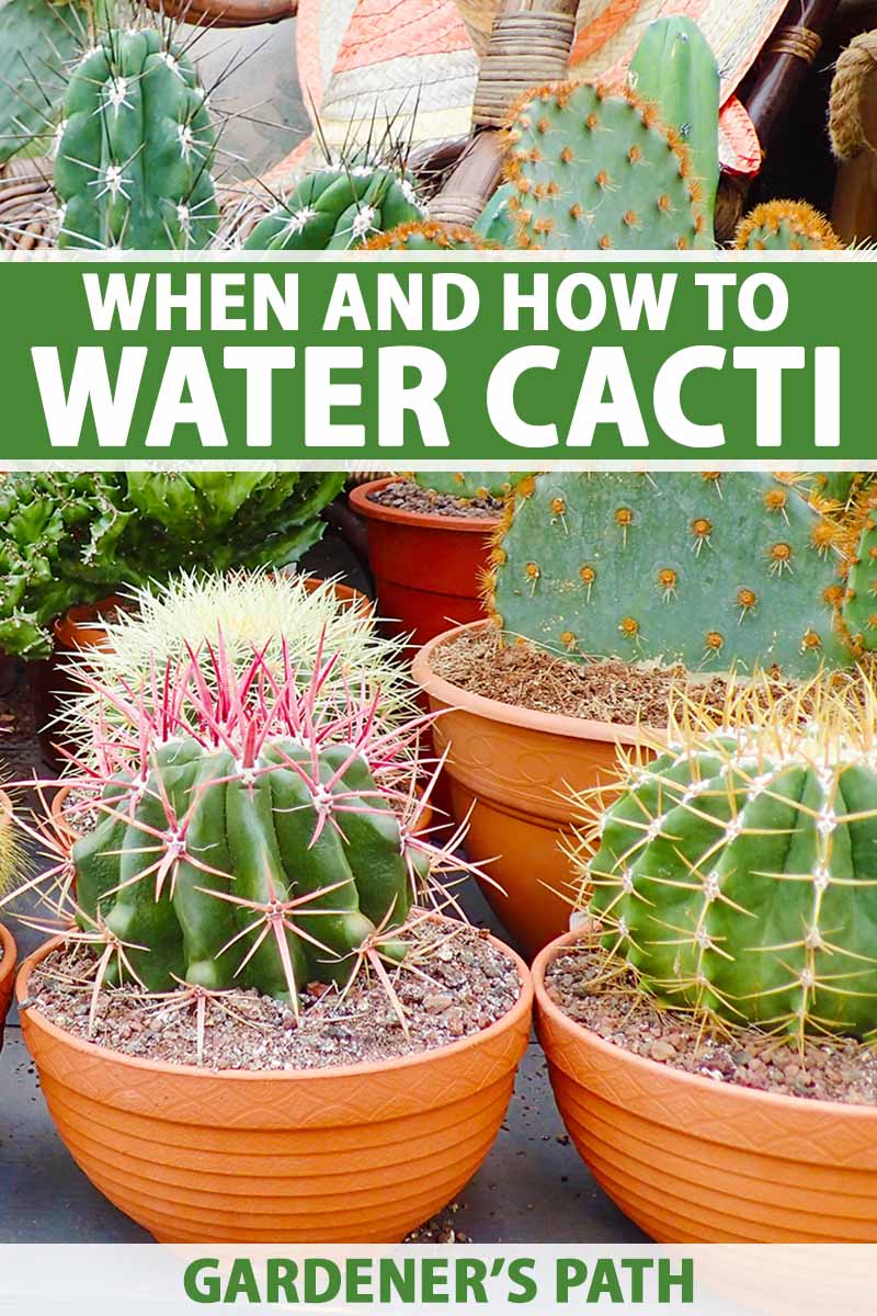 Une image verticale en gros plan d'une collection de différents types de plantes de cactus dans de petits pots à l'intérieur. En haut et en bas du cadre se trouve un texte imprimé en vert et blanc.