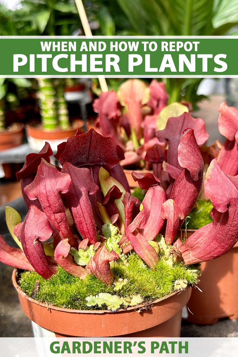 Une image verticale en gros plan de plantes en pot poussant sous un soleil éclatant à l'intérieur. En haut et en bas du cadre se trouve un texte imprimé en vert et blanc.