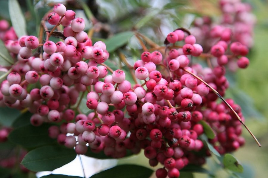 arbres arbustes fruits ornementaux