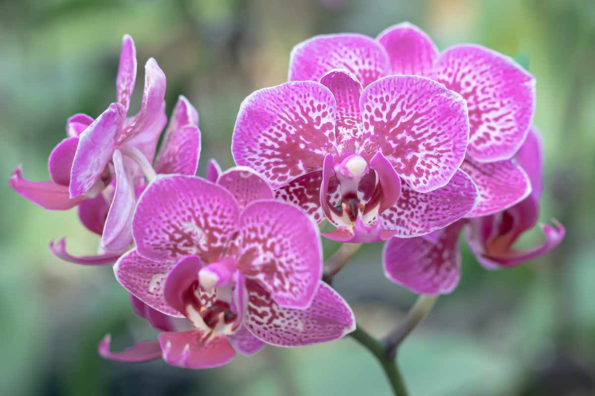 Une image horizontale en gros plan de fleurs de phalaenopsis roses, rouge foncé et blanches, représentées sur un fond flou.